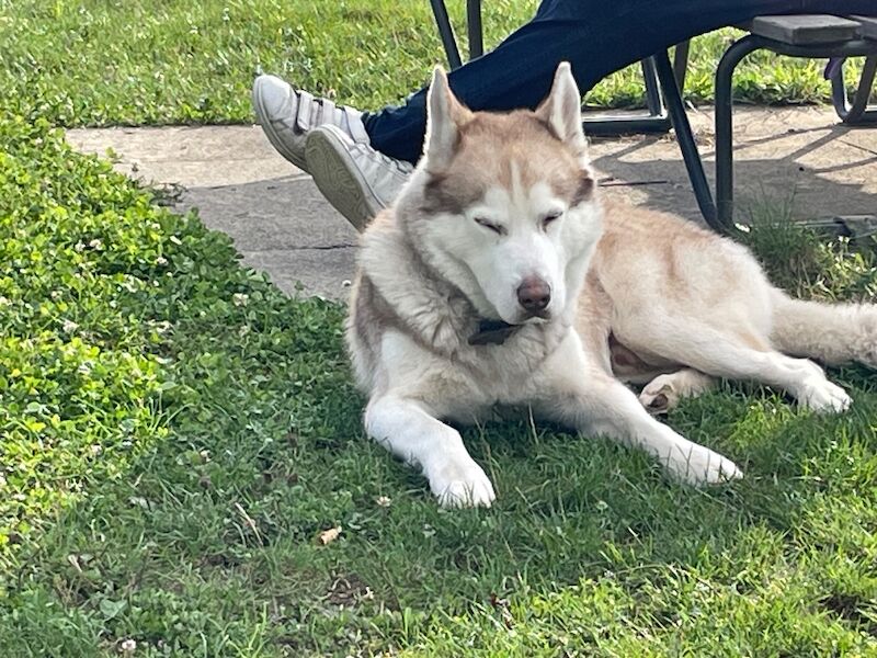 Bahi Ghubril - Husky Breeder on Siberian Husky Owners - Image 12