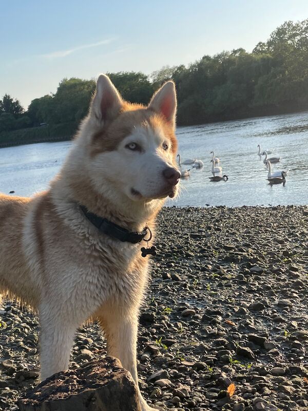 Bahi Ghubril - Husky Breeder on Siberian Husky Owners - Image 13