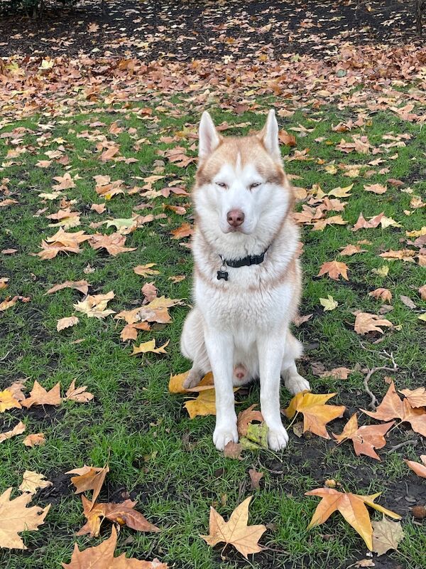 Bahi Ghubril - Husky Breeder on Siberian Husky Owners - Image 14